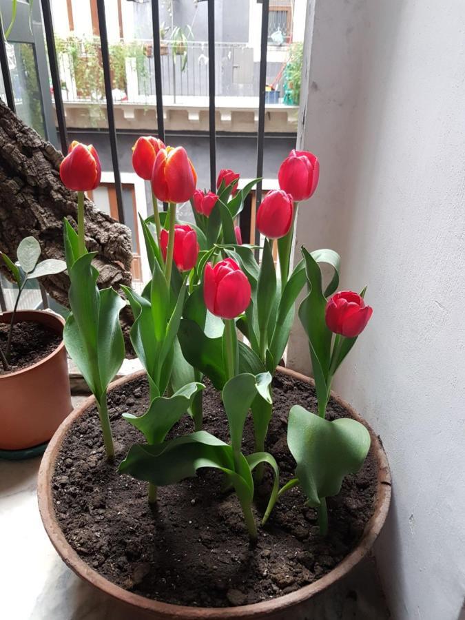 Bellini Apartment Katania Zewnętrze zdjęcie